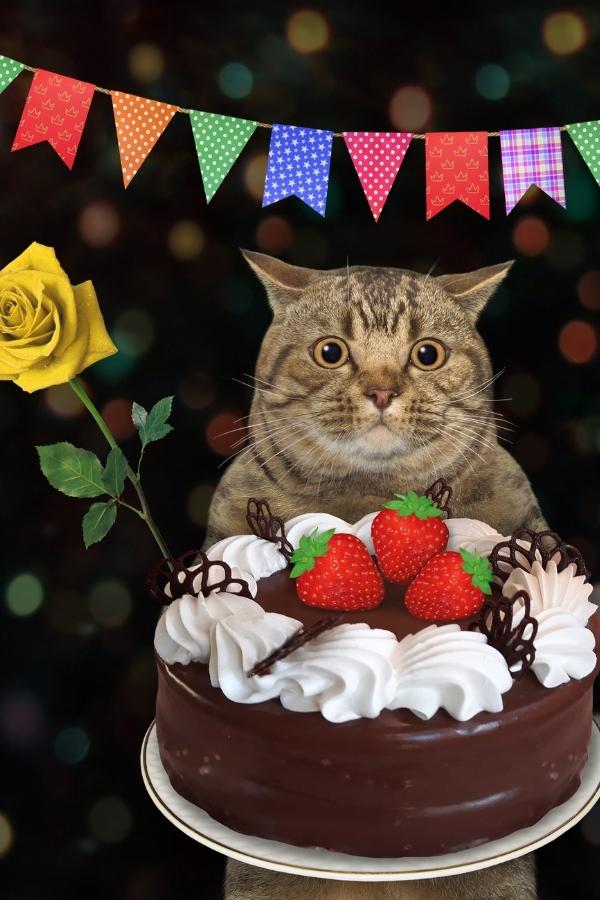 dÃ¼rfen katzen schokolade essen - Katze hÃ¤lt einen groÃŸen Schokoladenkuchen