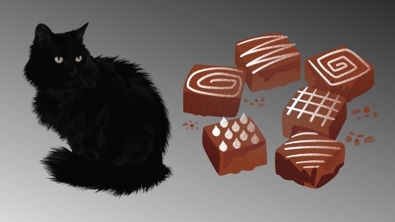 dÃ¼rfen katzen schokolade essen - Katze neben Schokoladenbrownies