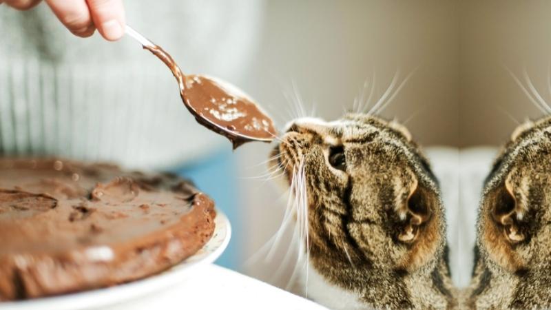 dÃ¼rfen katzen schokolade essen - jemand fÃ¼ttert eine Katze mit Schokolade