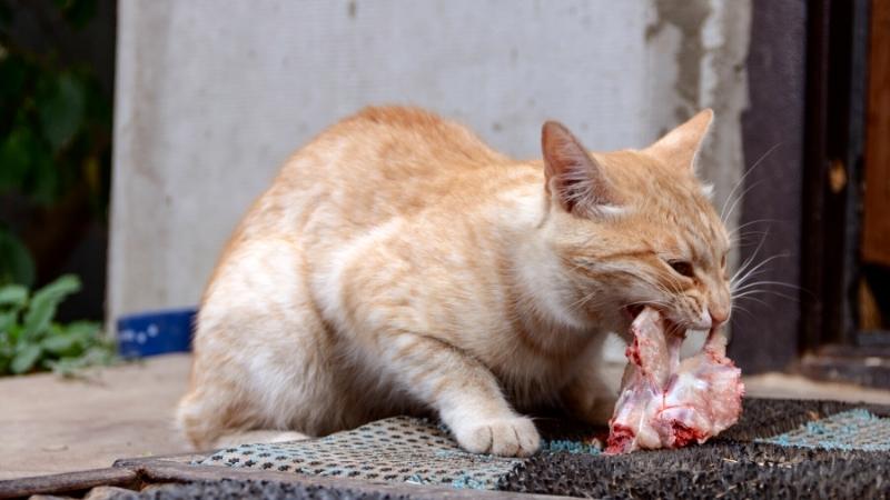 dÃ¼rfen katzen schweinefleisch essen - Katze mampft drauÃŸen Schweinefleisch