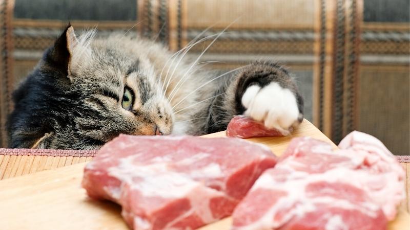 dÃ¼rfen katzen schweinefleisch essen - Katze stochert im Schweinefleisch auf dem Tisch