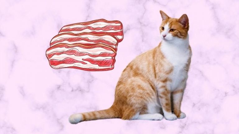 dürfen katzen schweinefleisch essen - Vorschaubild einer Katze, die Schweinefleisch betrachtet