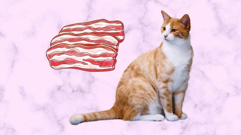 dÃ¼rfen katzen schweinefleisch essen - Vorschaubild einer Katze, die Schweinefleisch betrachtet