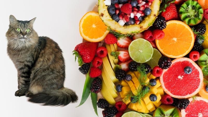 Was dürfen Katzen essen (Tabelle) - Katze schaut auf einen Strauß leckerer Früchte