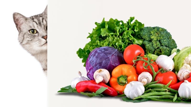 Was dürfen Katzen essen tabelle - Katze auf der Suche nach etwas Gemüse