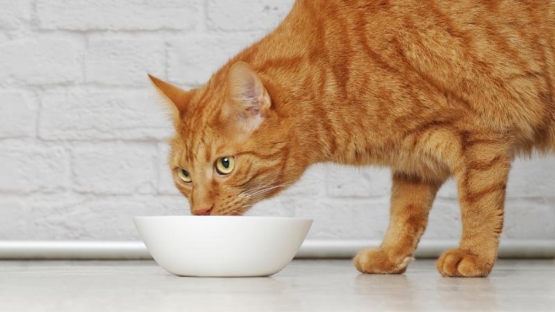 Was dürfen Katzen essen tabelle - Vorschaubild