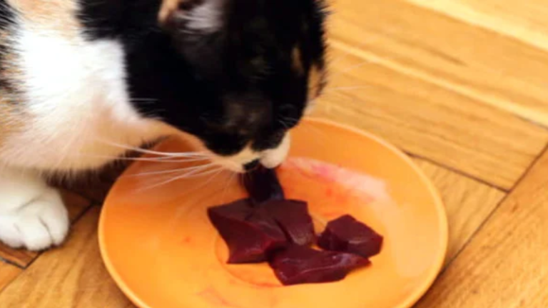 dürfen katzen leberwurst essen